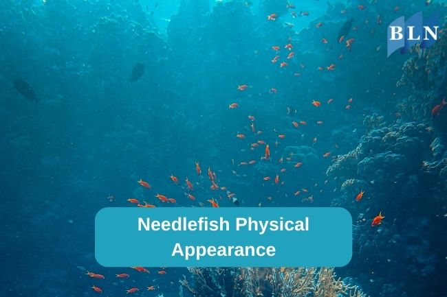 Needlefish Physical Appearance